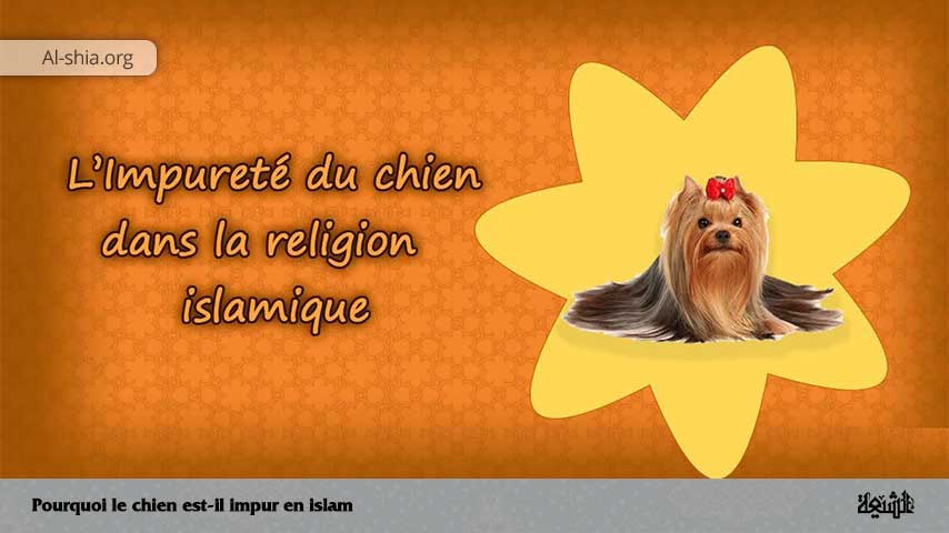 Pourquoi le chien est-il impur en islam?